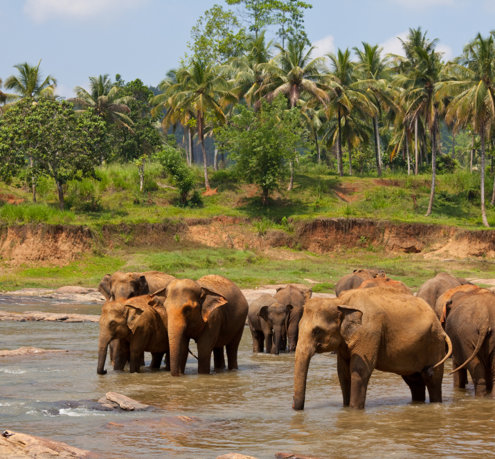 Sri Lanka Holiday